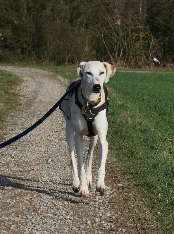 Die schöne Susi ist tot 